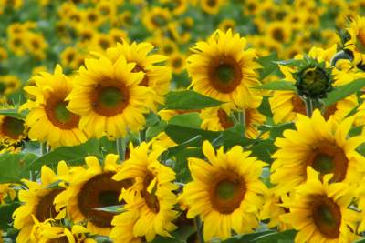 Sunflowers make oil