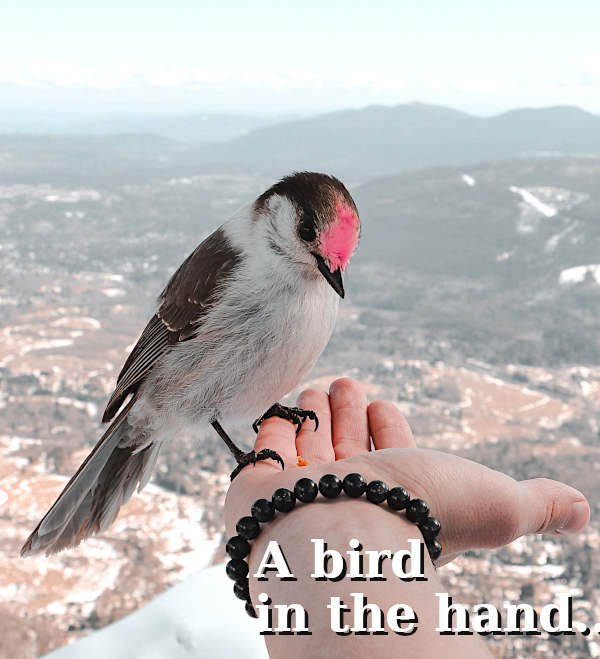 A bord in the hand.....