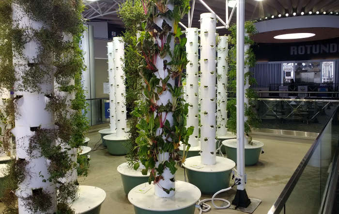 Aeroponic in Chicago