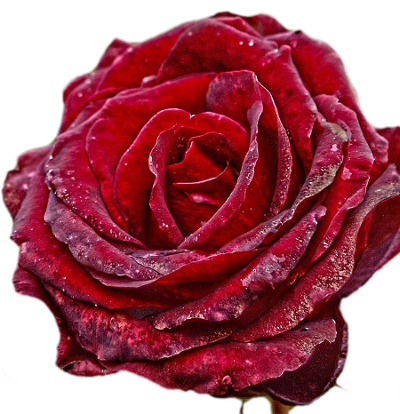 A rose