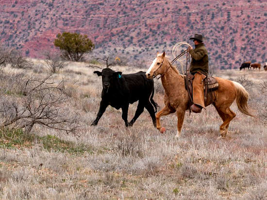 Cowboy at work