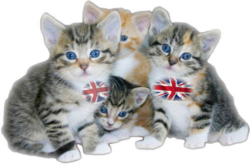 Britain - a nation of cat-lovers - Intermediate English reading