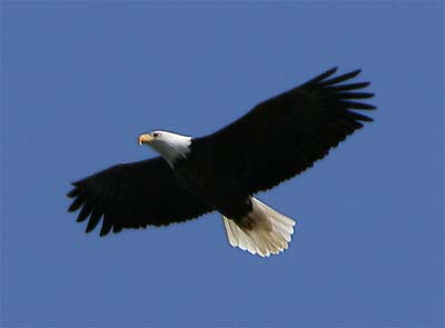 Bald Eagle